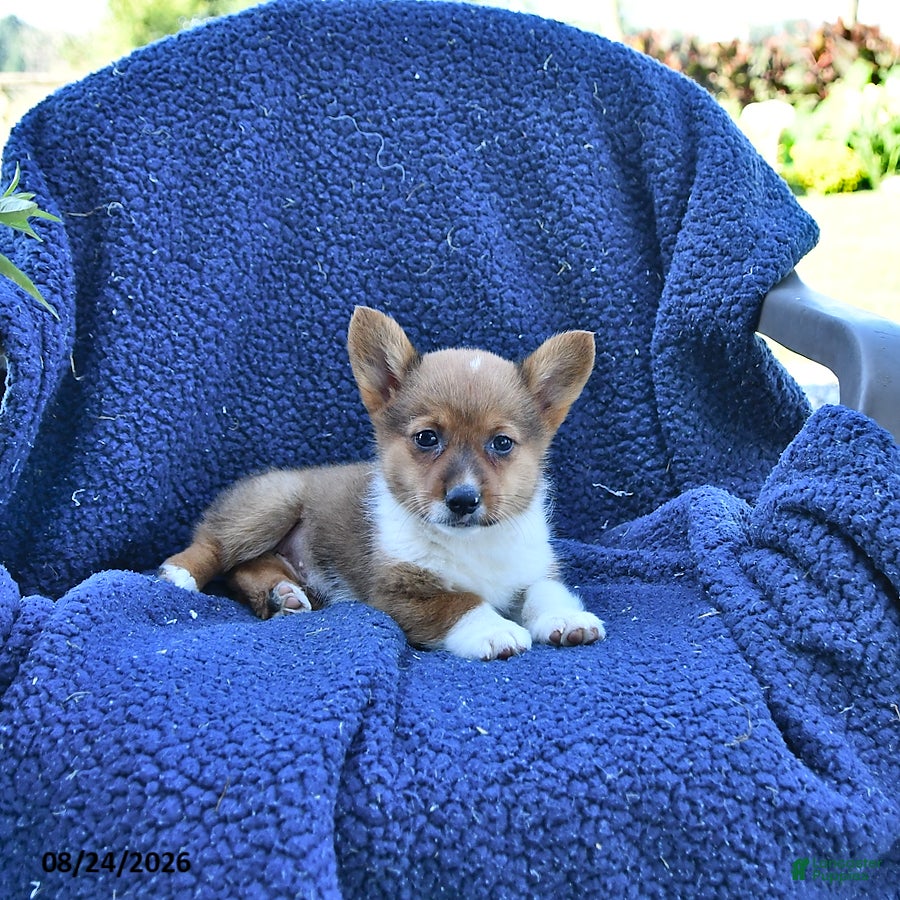 Welsh Corgi Pembroke dogs Tilly - Ad 1