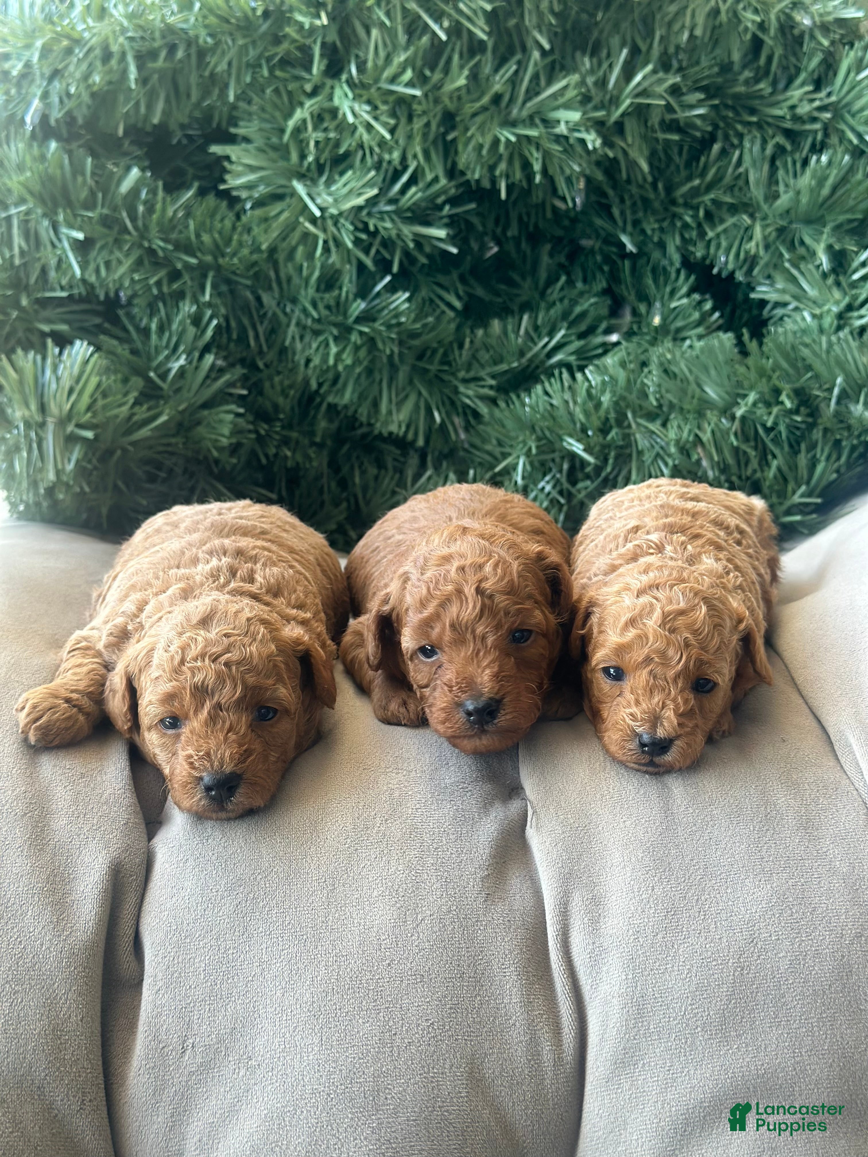 Toy Poodle dogs AKC Nico - Ad 6