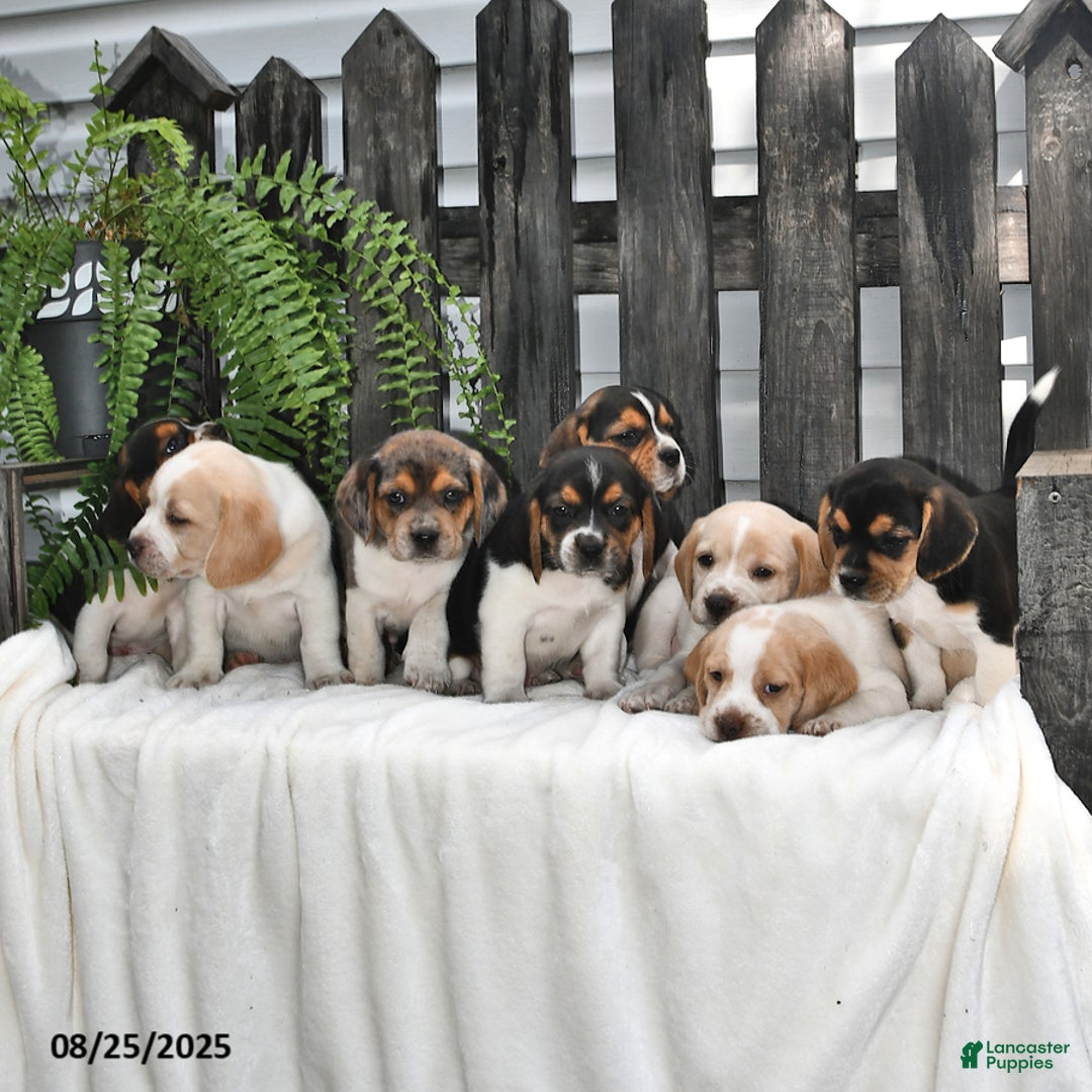 Mixed Breed dogs for sale: Atticus - Ad 11