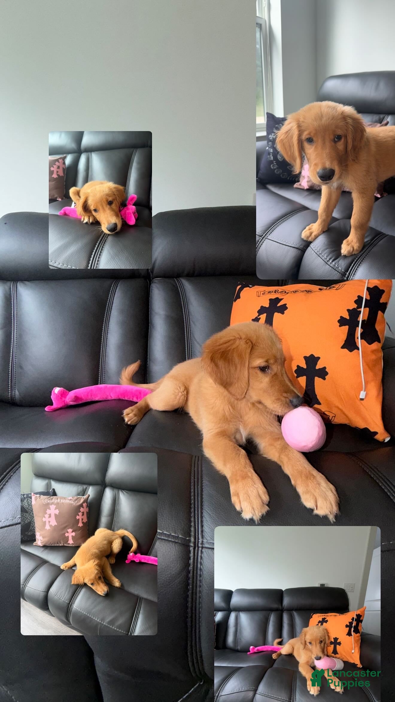 Golden Retriever dogs Golden Retriever 1 - Ad 1