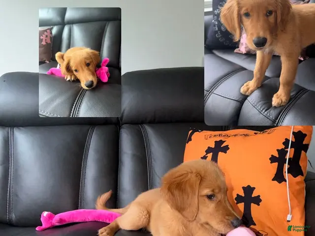 Golden Retriever dogs for sale: Golden Retriever 1 - Ad 1
