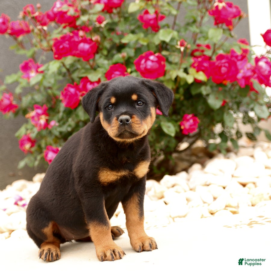 Rottweiler dogs Ivy - Ad 2
