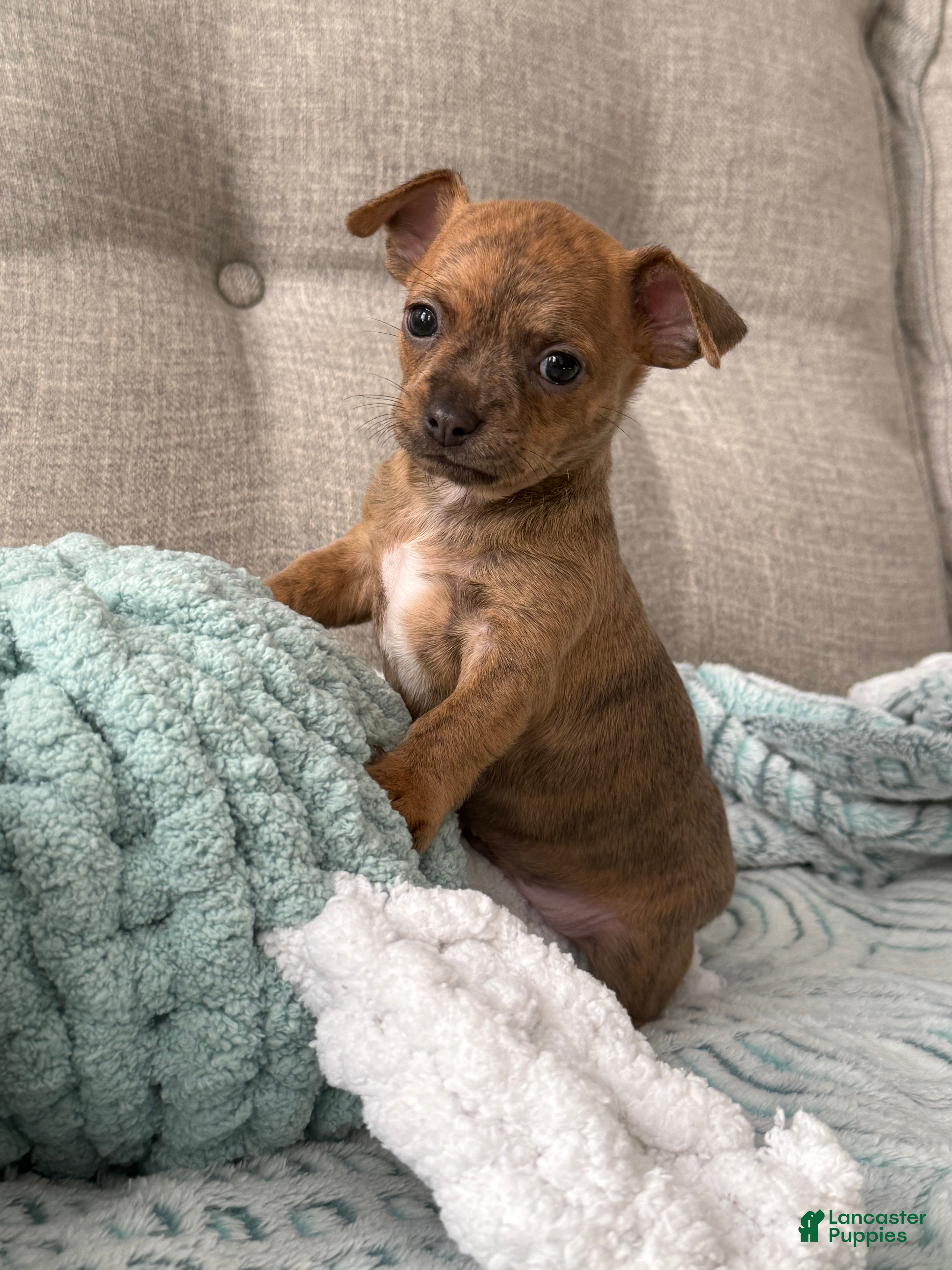 Chihuahua dogs Sully - Ad 1