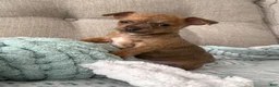 Chihuahua dogs for sale: Nala - Ad 13