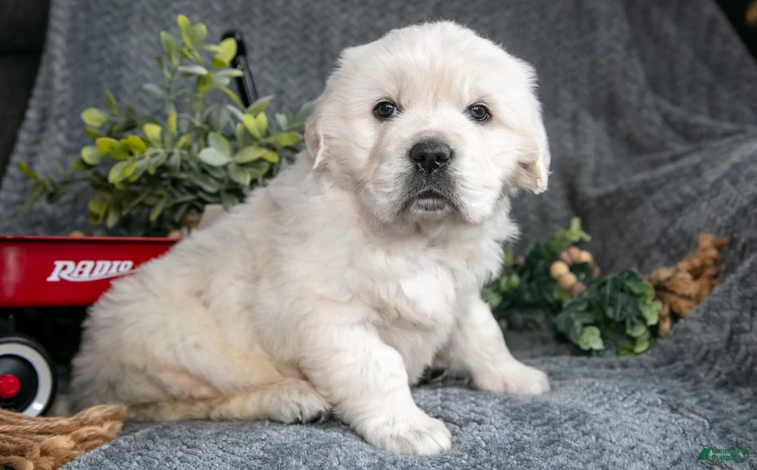 Golden Retriever dogs for sale: Charles  - Ad 1