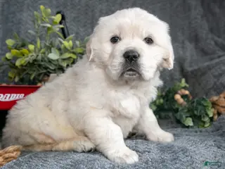 Golden Retriever dogs Charles - Ad 42