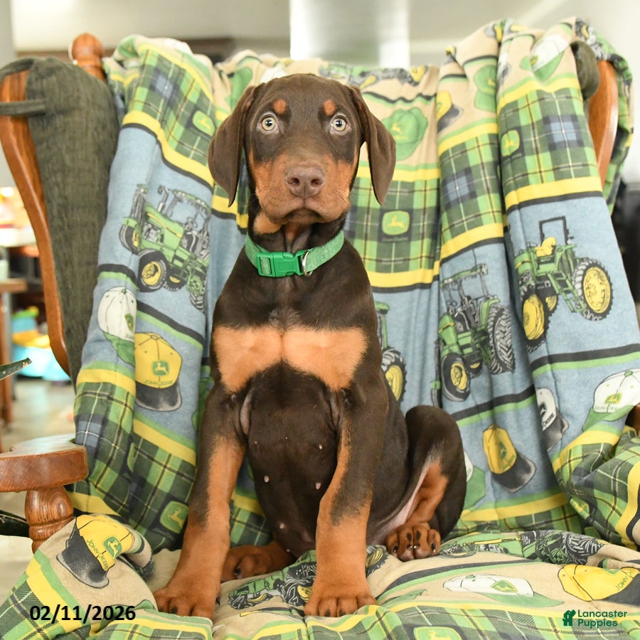 Doberman Pinscher dogs Gunnar - Ad 34