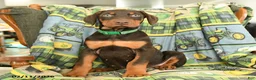 Doberman Pinscher dogs for sale: Gunnar - Ad 1