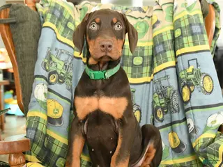 Doberman Pinscher dogs Gunnar - Ad 34