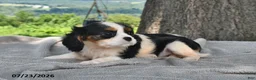 Cavalier King Charles Spaniel dogs for sale: Mabel - Ad 4
