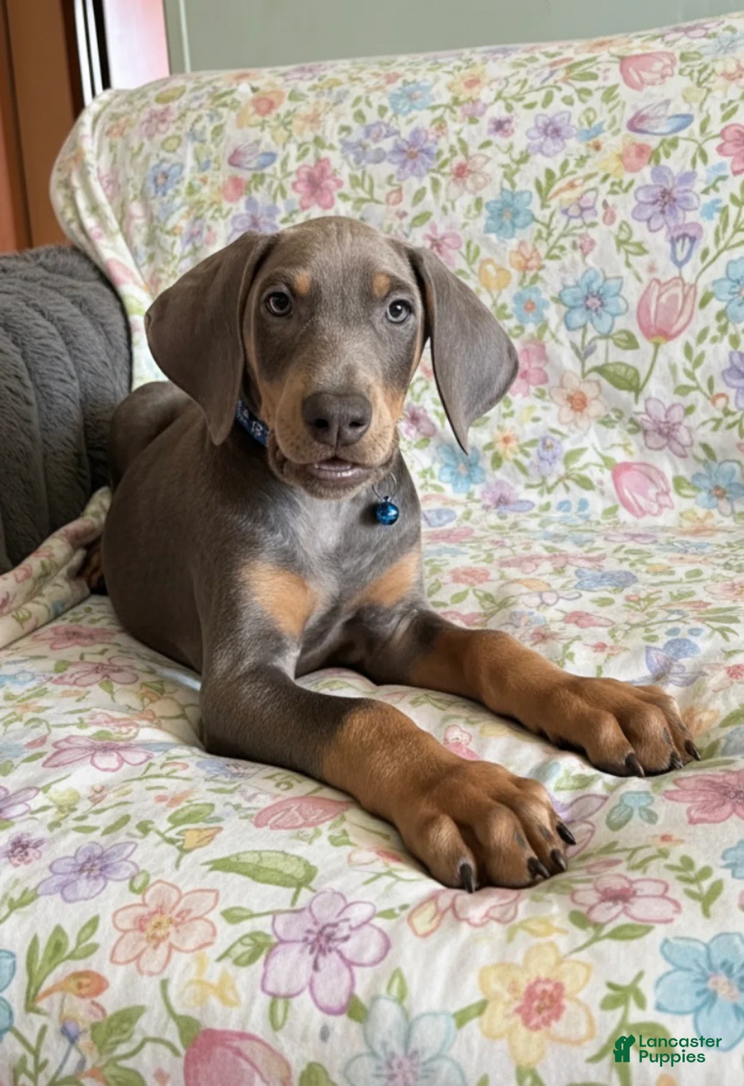 Doberman Pinscher dogs for sale: Cupid health tested parents - Ad 1