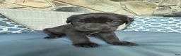 Cane Corso dogs for sale: Orzo - Ad 10