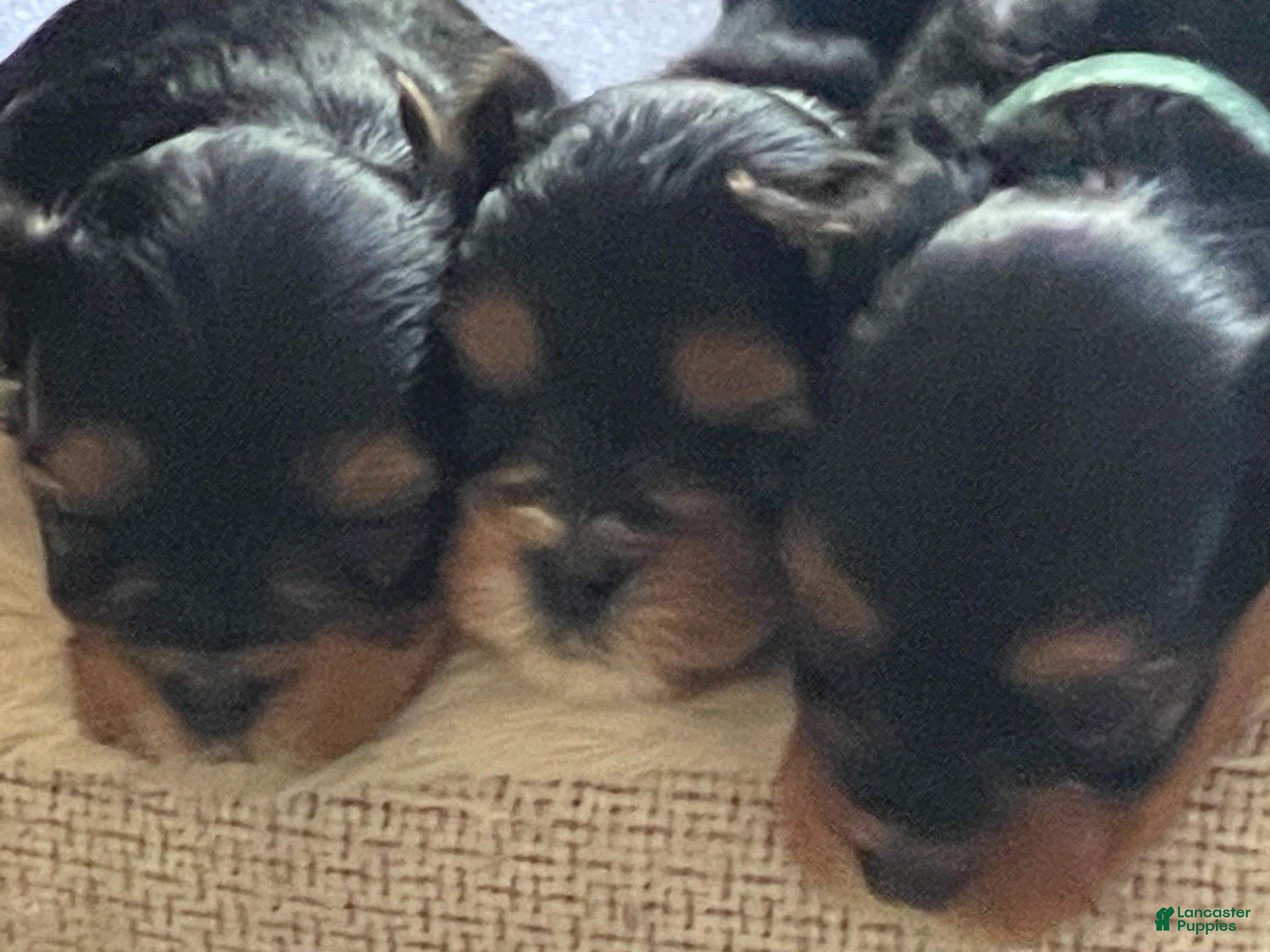 Yorkshire Terrier dogs for sale: Yorkshire Terrier 1 - Ad 1