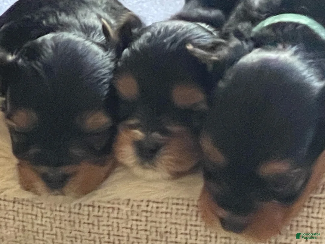 Yorkshire Terrier dogs for sale: Yorkshire Terrier 1 - Ad 1