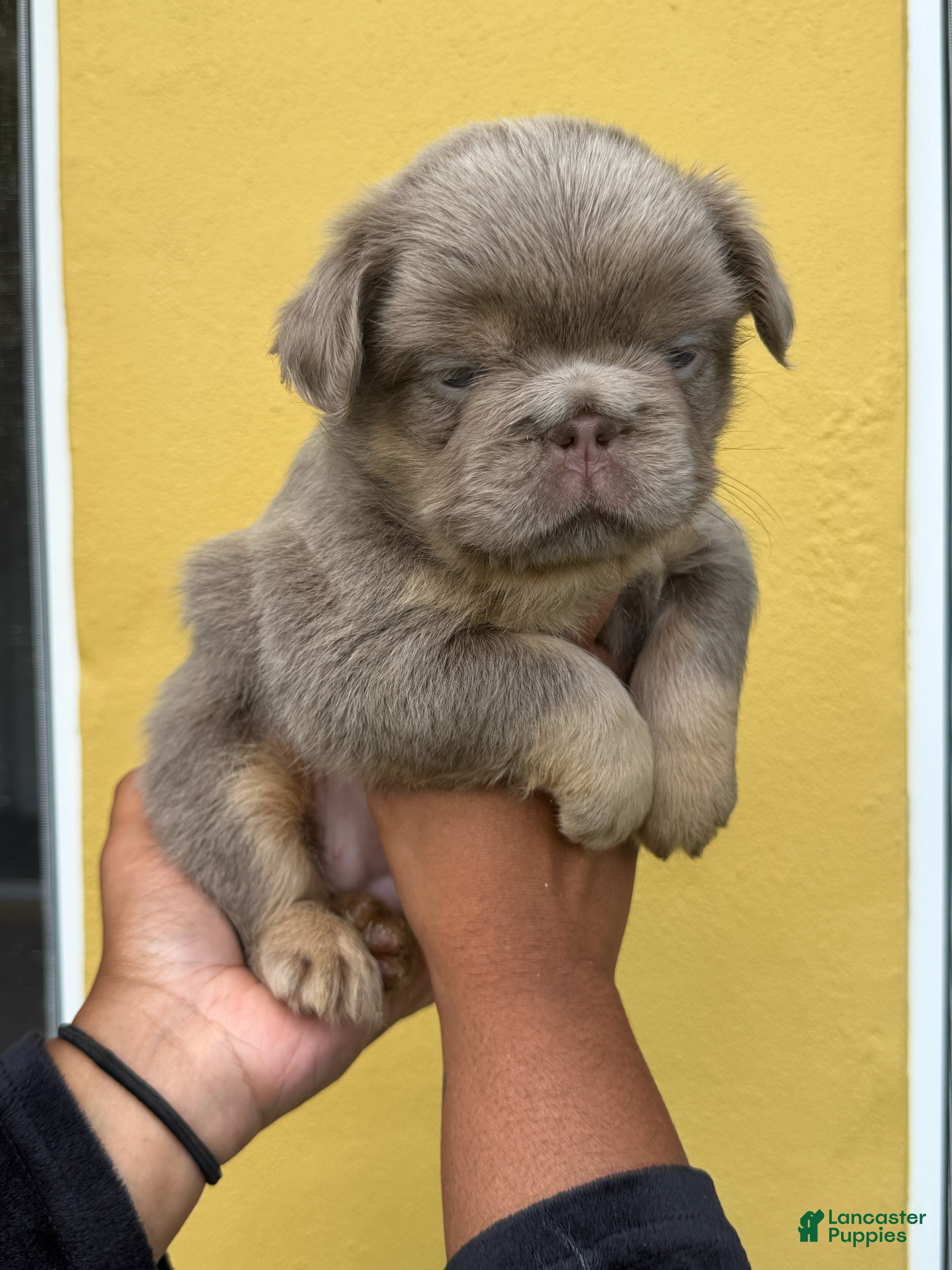 French Bulldog dogs for sale: Honey  - Ad 1