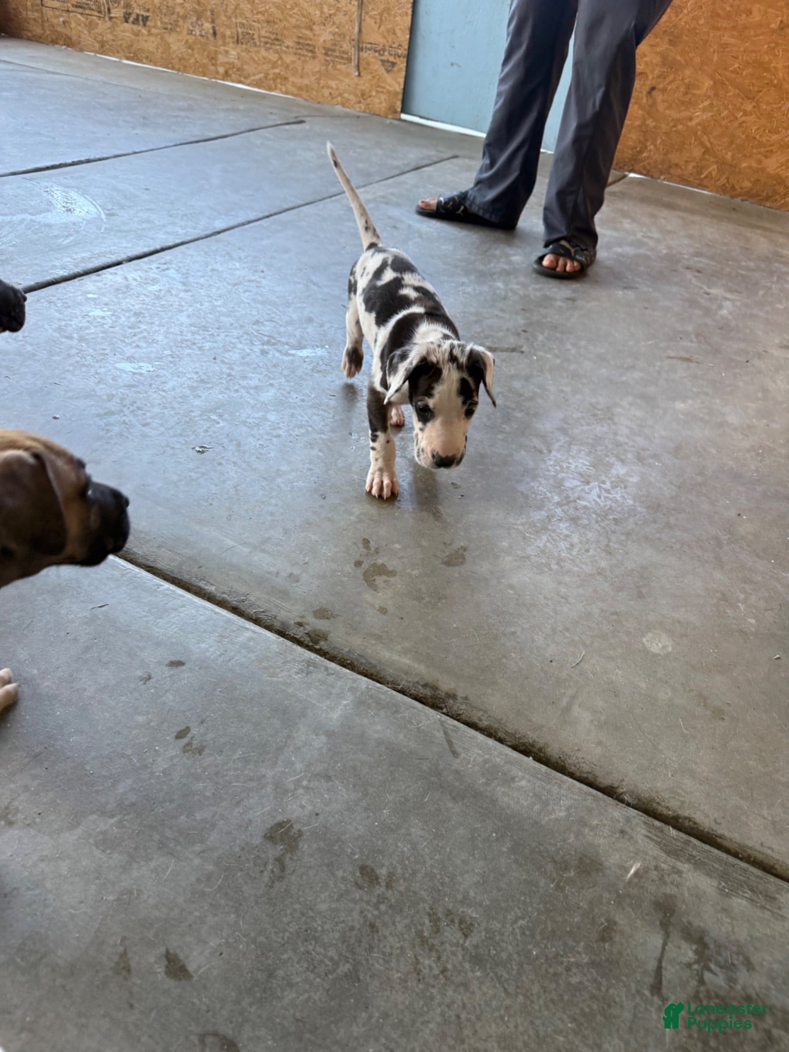 Great Dane dogs Chaleco - Ad 4