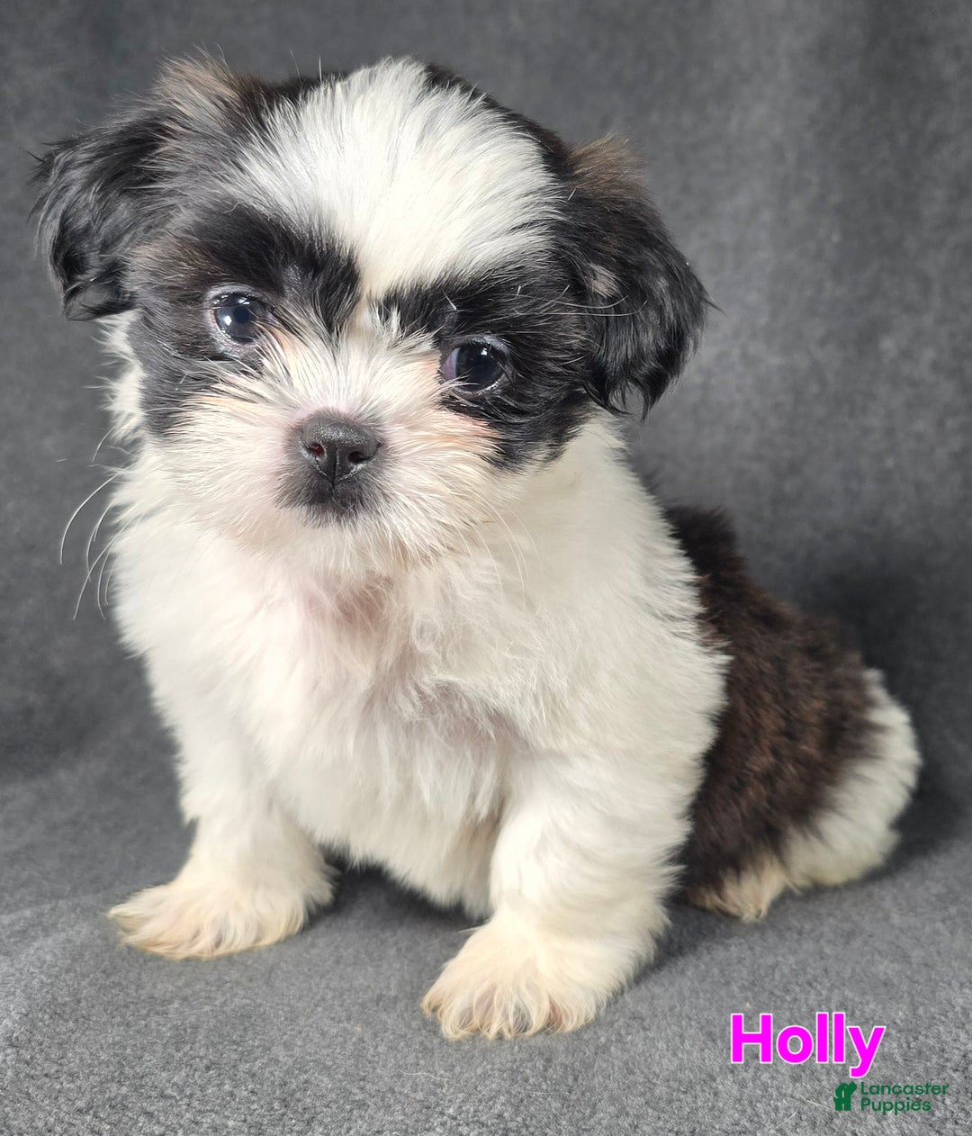 Shih Tzu dogs for sale: Holly - Ad 5