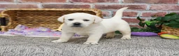 Labrador Retriever dogs for sale: Juni  - Ad 2