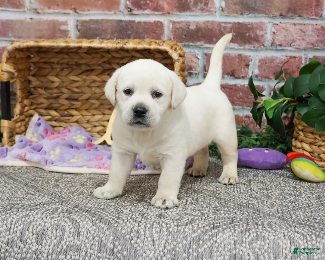 Labrador Retriever dogs for sale: Juni  - Ad 2