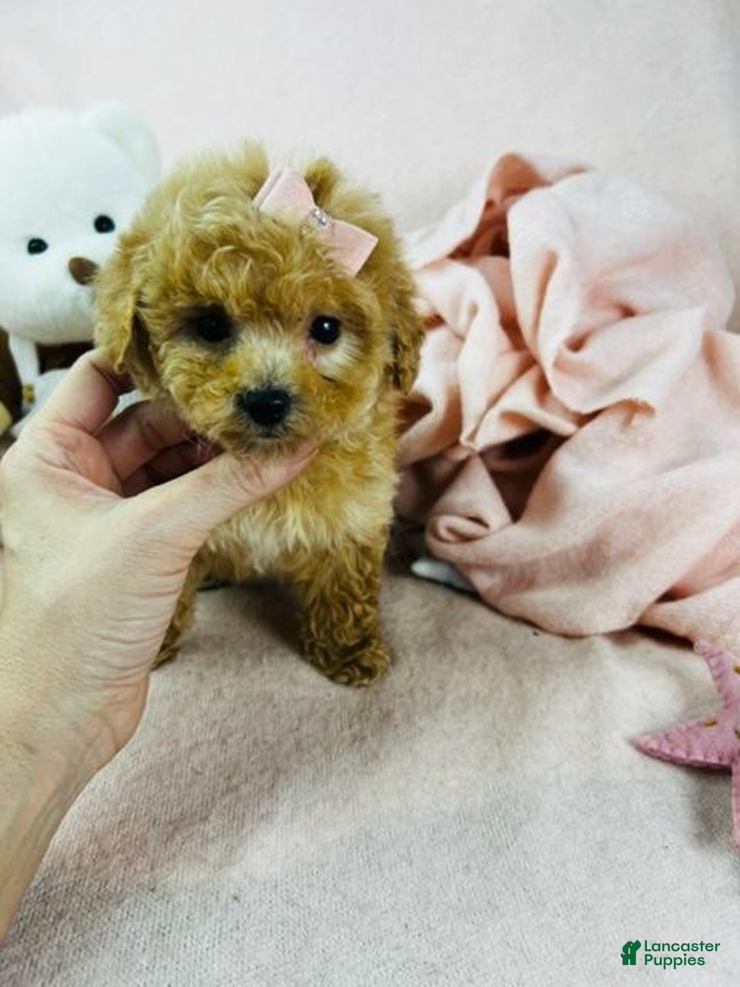 Toy Poodle dogs for sale: Teacup Poodle Puppy  - Ad 3