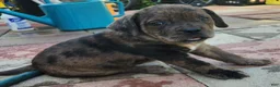 Mixed Breed dogs for sale: Mixed Breed 3 - Ad 3