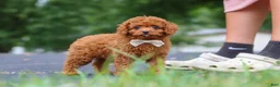 Cavapoo dogs for sale: Wallen - Ad 5