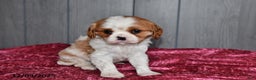 Cavalier King Charles Spaniel dogs for sale: Princess  - Ad 4