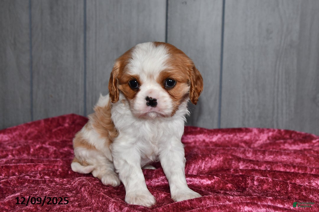 Cavalier King Charles Spaniel dogs for sale: Princess  - Ad 4