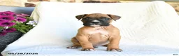 Boxer dogs for sale: Rambo - Ad 3
