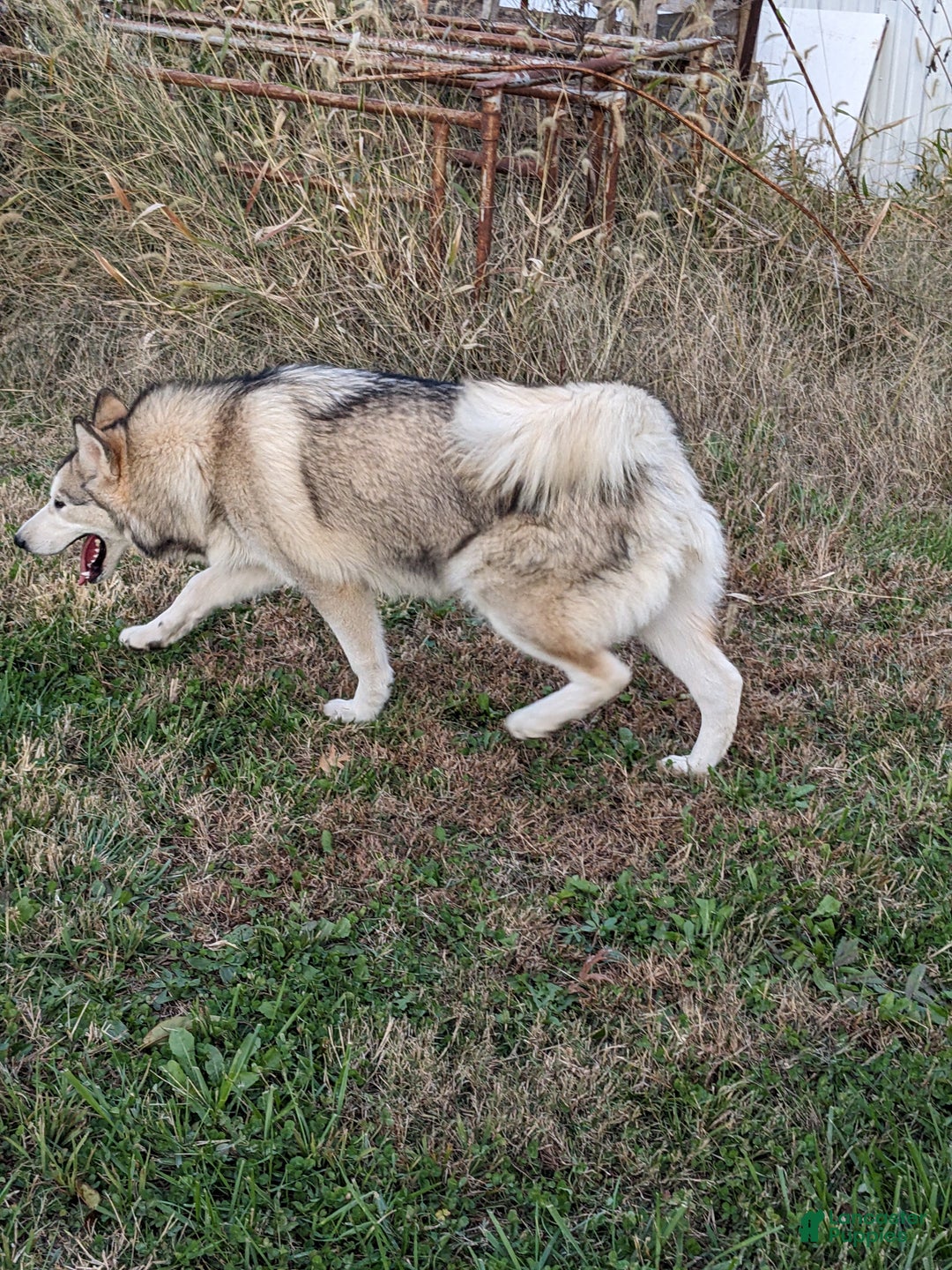 Alaskan Malamute dogs for sale: Leia - Ad 3