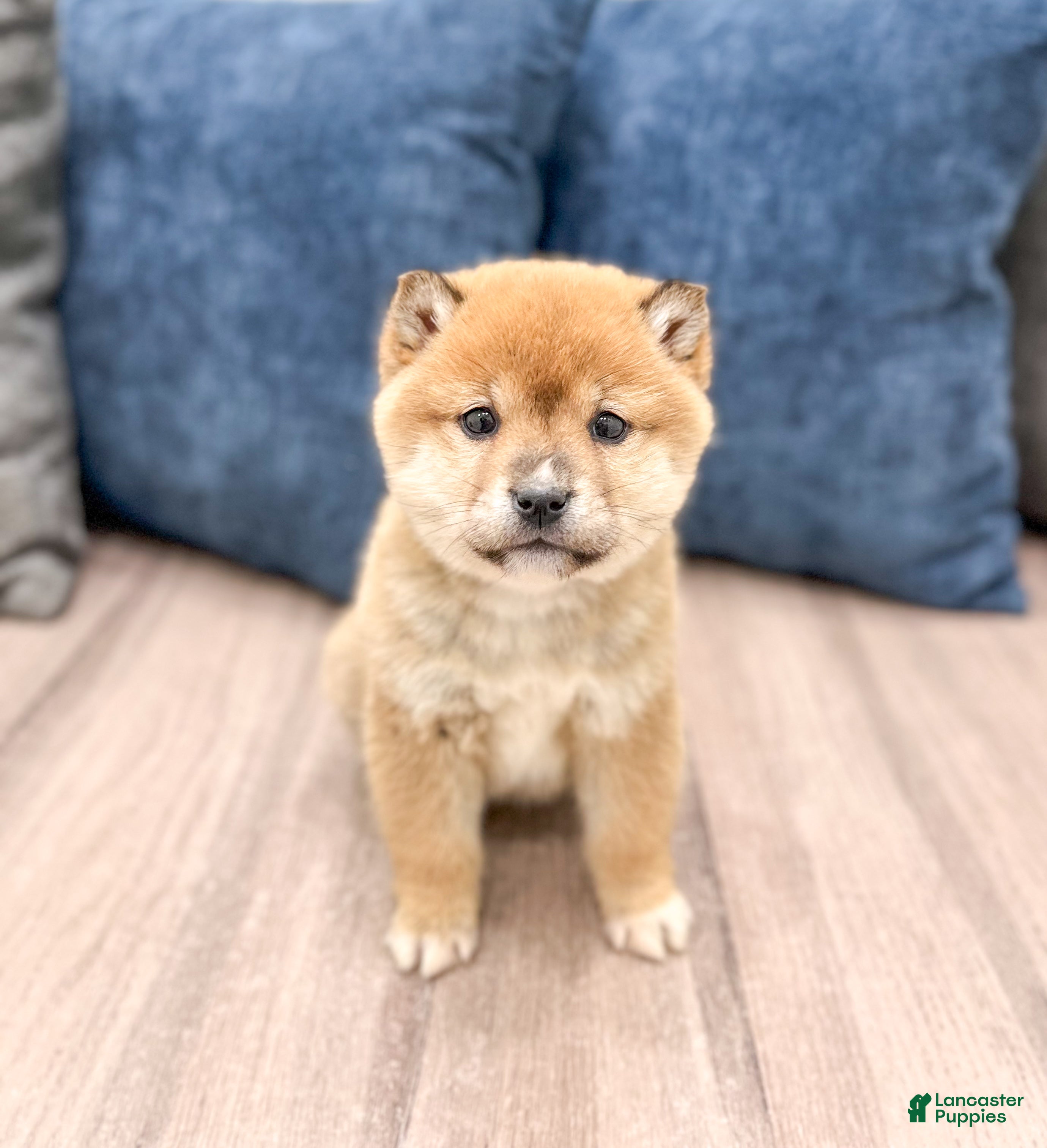 Shiba Inu dogs Lanie - Ad 1
