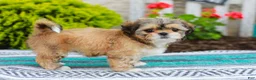 Shih Tzu dogs for sale: Breezy (Raised in Home, Crate Trained & Potty Training!) - Ad 5