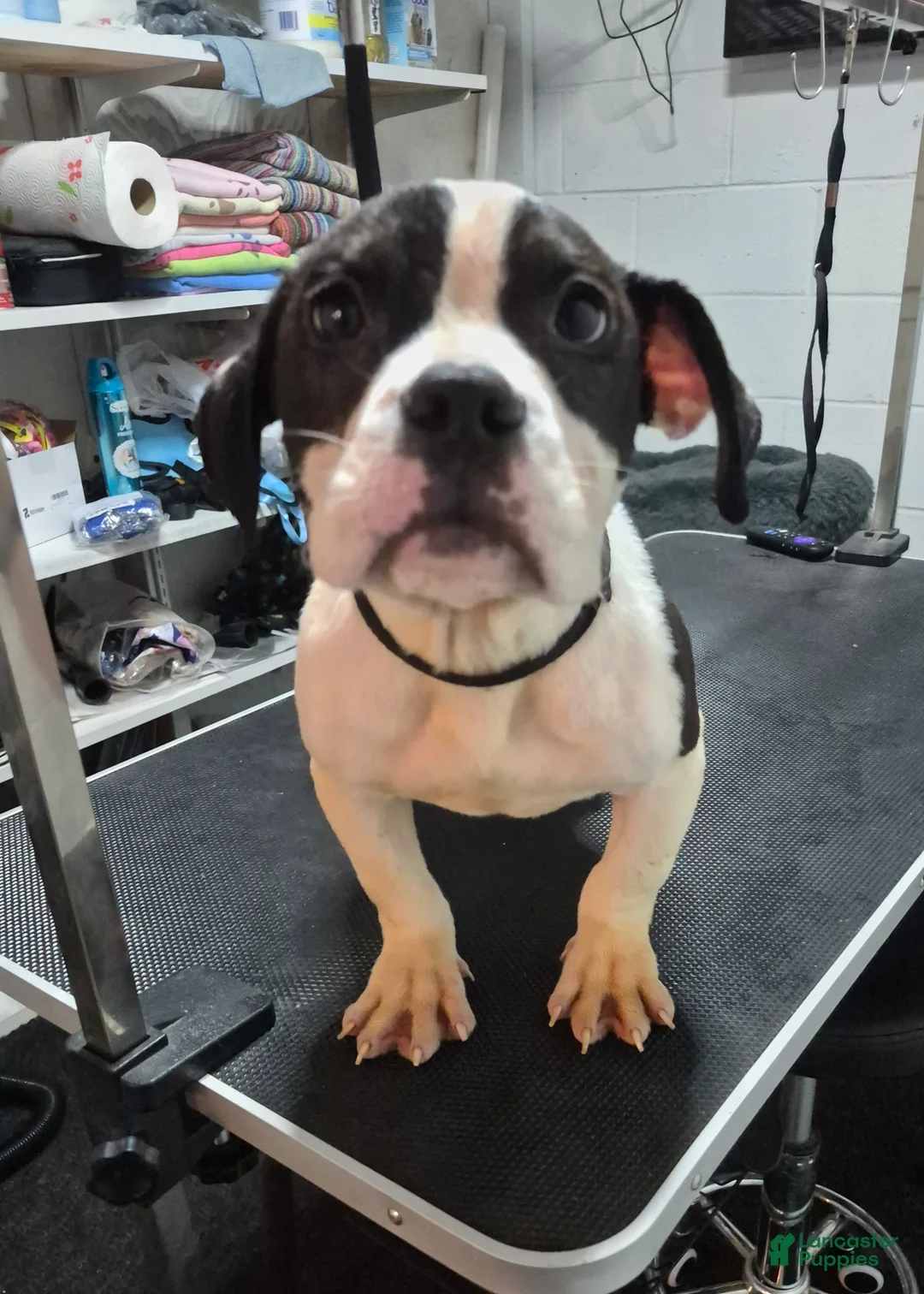 American Bully dogs for sale: American Bully Puppy Boss Hog - Ad 1