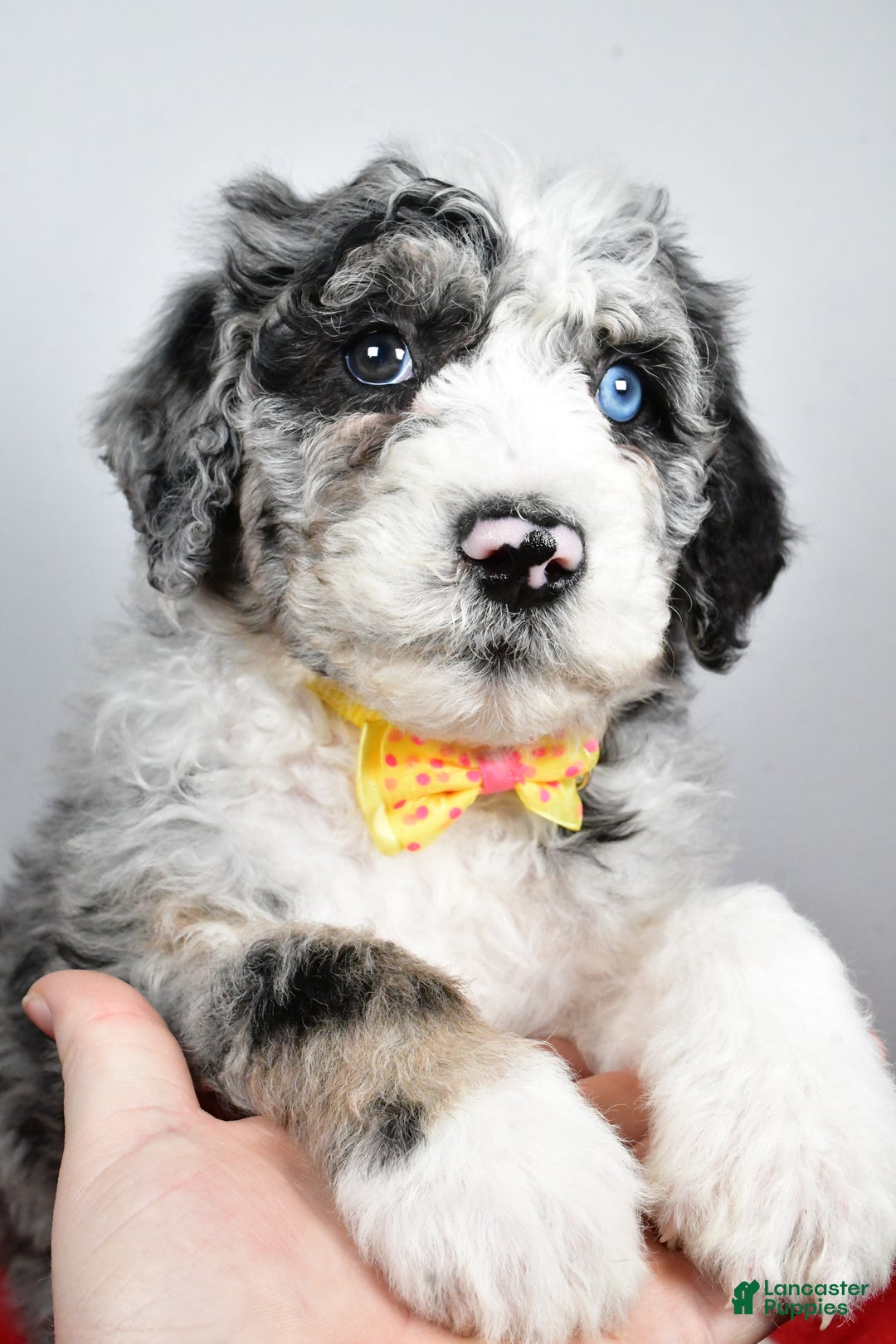 Sheepadoodle dogs for sale: Max - Ad 7