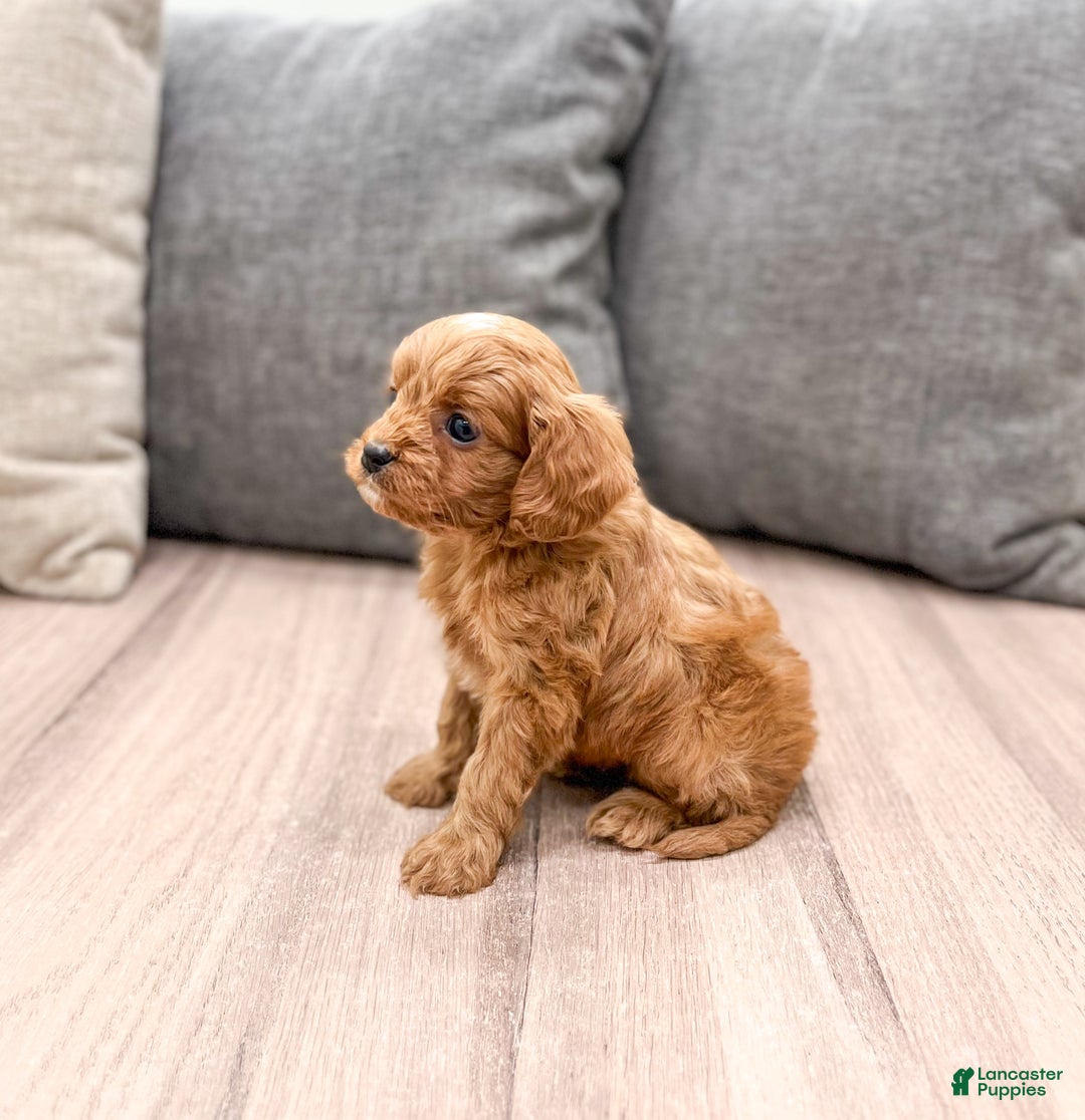 Cavapoo dogs for sale: Jerry - Ad 4