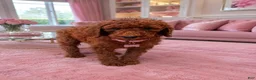 Standard Poodle dogs for sale:  Paisley  - Ad 1
