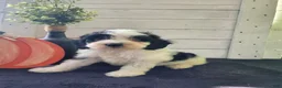 Cavapoo dogs for sale: Rosie - Ad 10