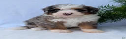 Mini Bernedoodle dogs for sale: Mini Marlo  - Ad 22