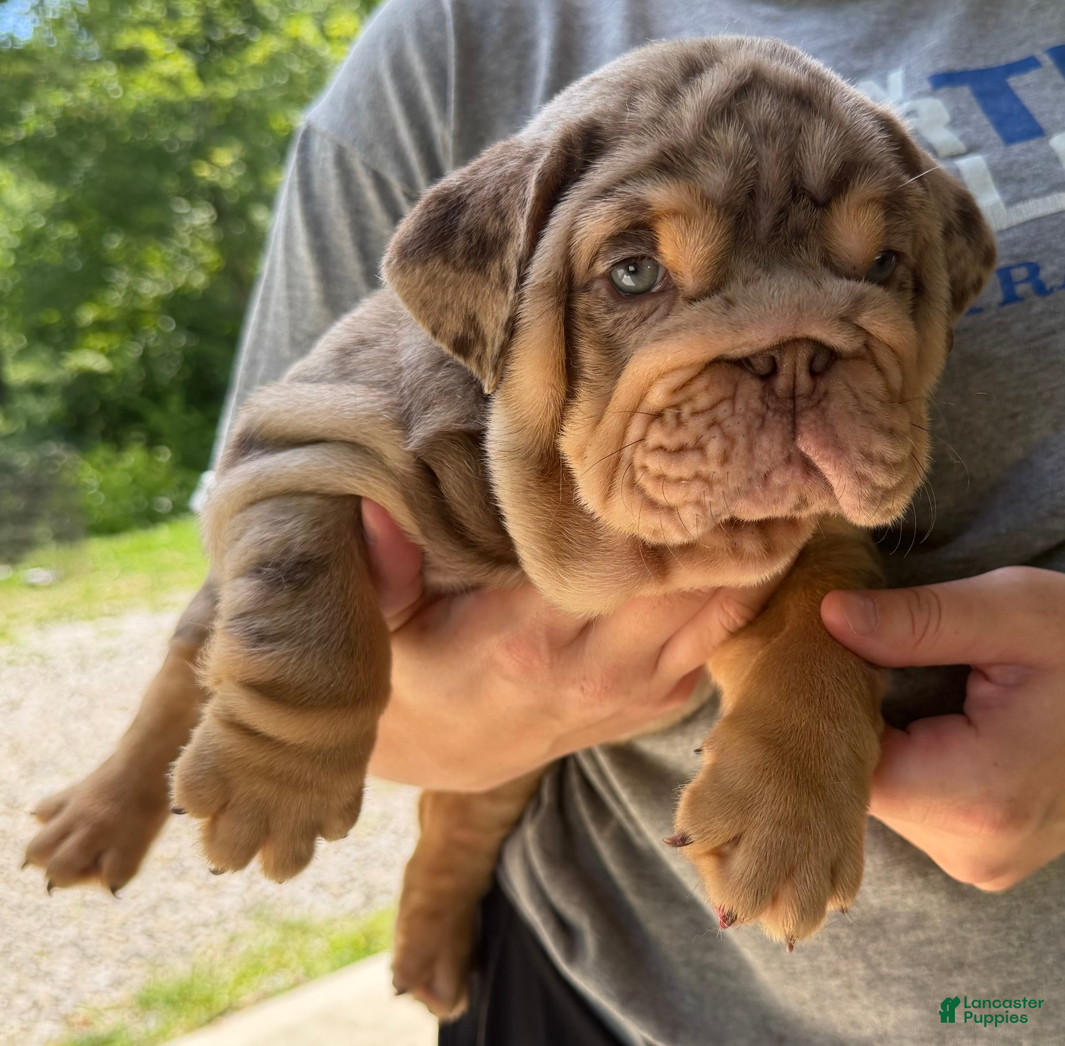 English Bulldog dogs Twix - Ad 2