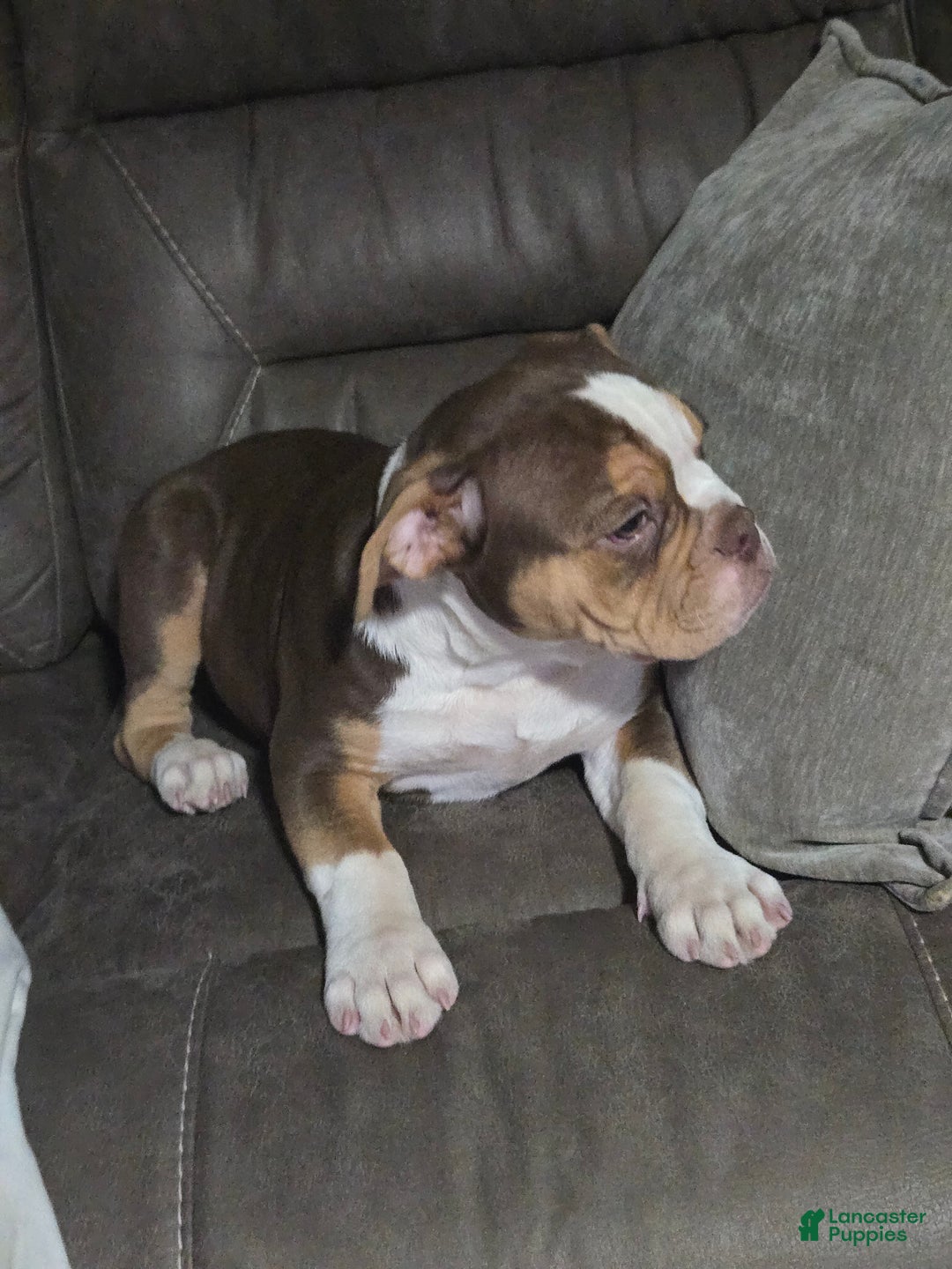 Olde English Bulldogge dogs for sale: Olde English Bulldogge Puppy 1 - Ad 6