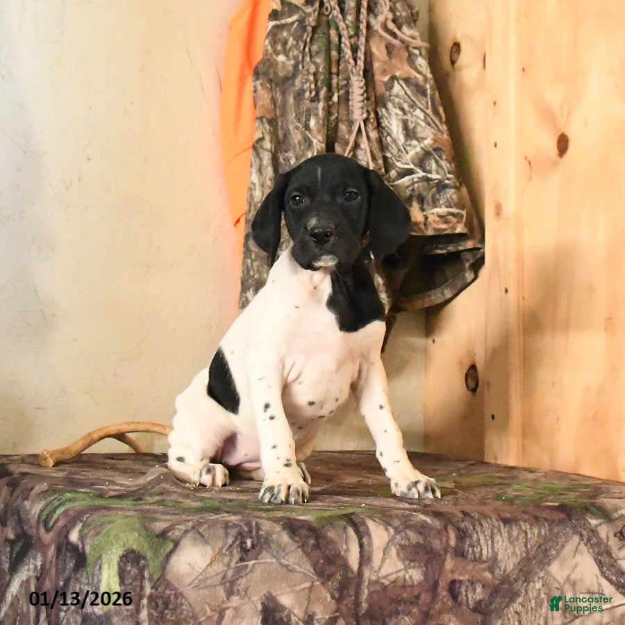 German Shorthaired Pointer dogs Hazel - Ad 9