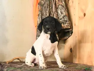 German Shorthaired Pointer dogs Hazel - Ad 6