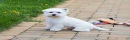 West Highland Terrier dogs for sale: Wren - Ad 4