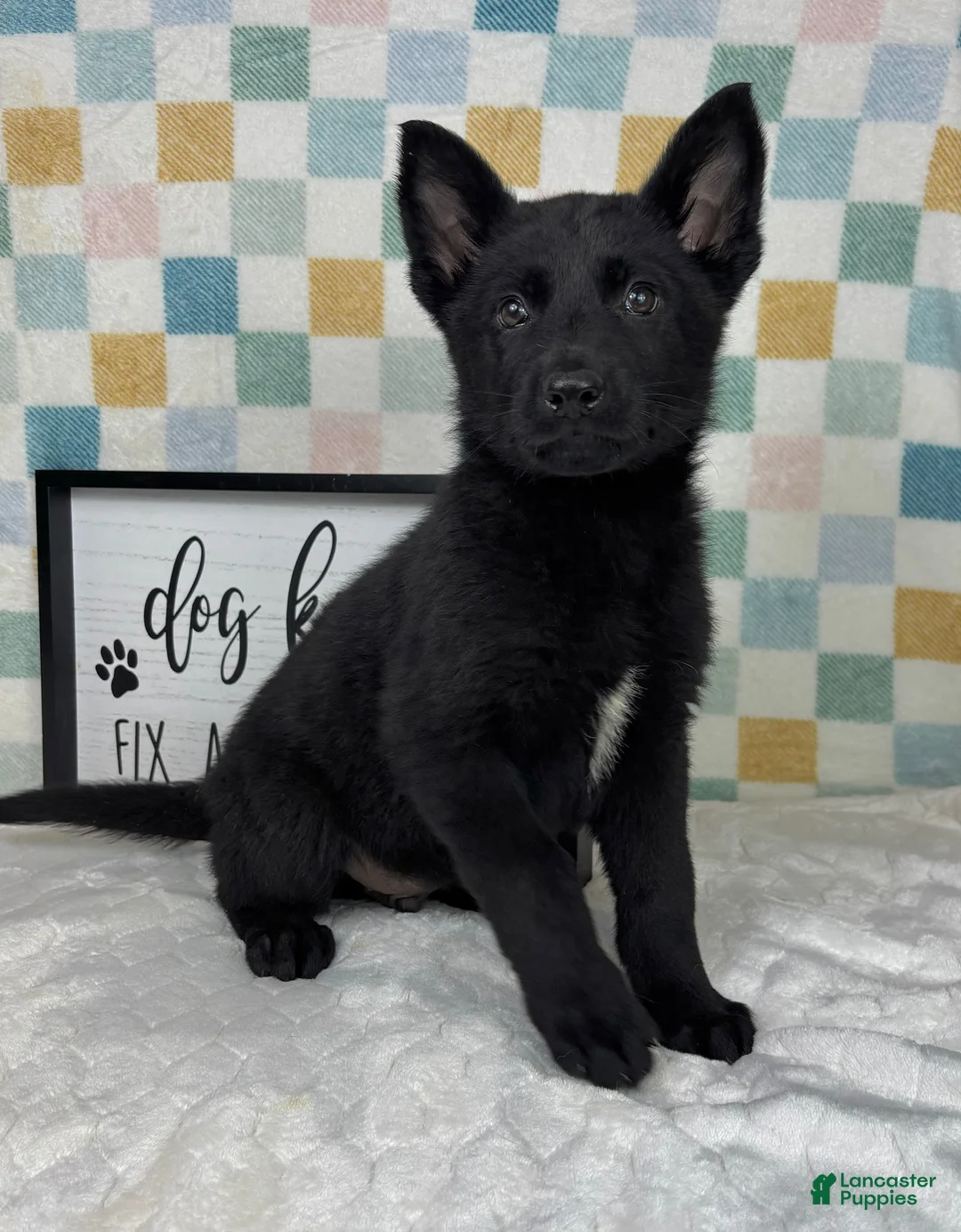 German Shepherd dogs for sale: George  - Ad 7