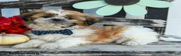 Shih Tzu dogs for sale: Mikey - Ad 4