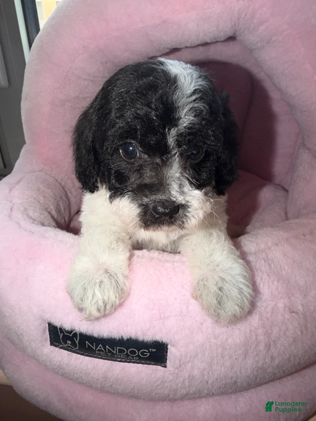 Toy Poodle dogs for sale: Chester  - Ad 1