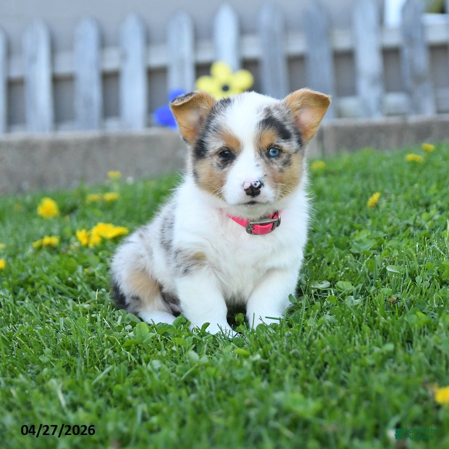 Welsh Corgi Pembroke dogs Bella    - Ad 1