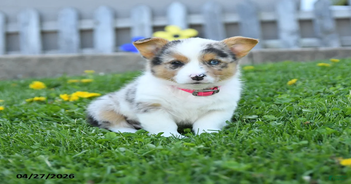 Bella Welsh Corgi Pembroke for sale in Rebersburg | Lancaster Puppies