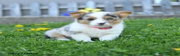 Welsh Corgi Pembroke dogs for sale: Bella    - Ad 8