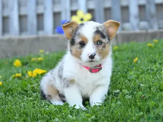 Welsh Corgi Pembroke dogs for sale: Bella - Ad 1